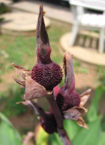 Canna x generalis - Fruit - Click to enlarge!